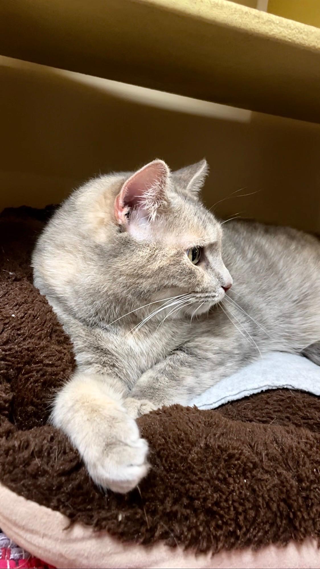 Enlarge Iris, an adopted Domestic Short Hair in Barrington Hills, IL image 3/4