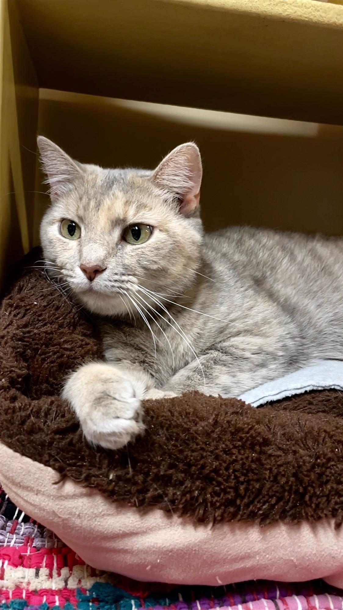 Enlarge Iris, an adopted Domestic Short Hair in Barrington Hills, IL image 2/4