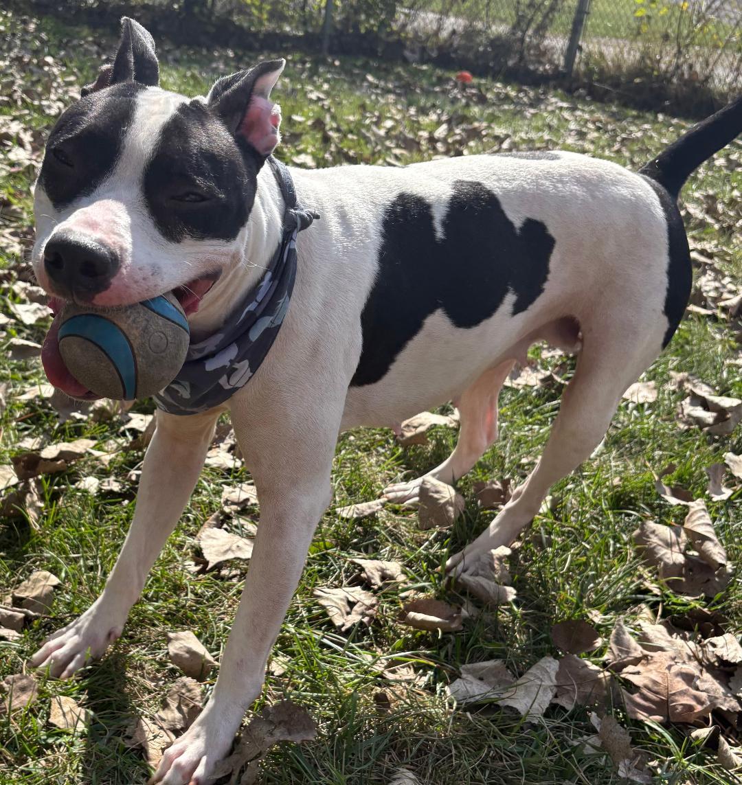 Millie, Adoptable, Adult Female Pit Bull Terrier.