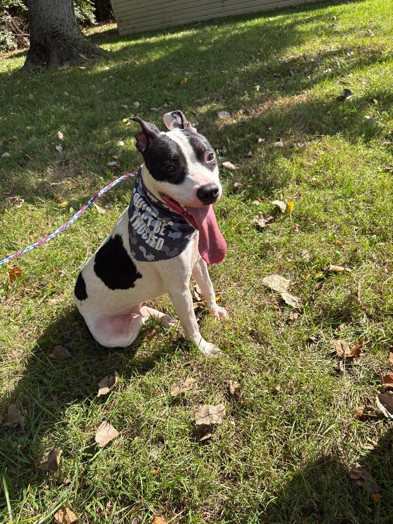 Enlarge Millie, a Adoptable mixed breed in New Castle, IN image 2/3