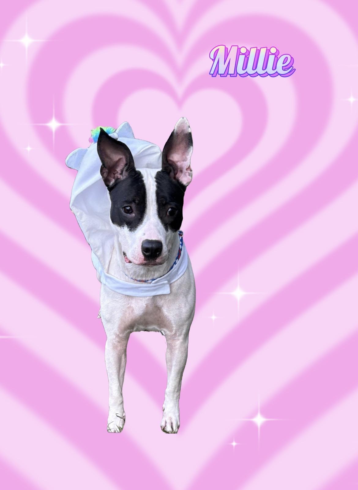 Millie, Adoptable, Adult Female Pit Bull Terrier.
