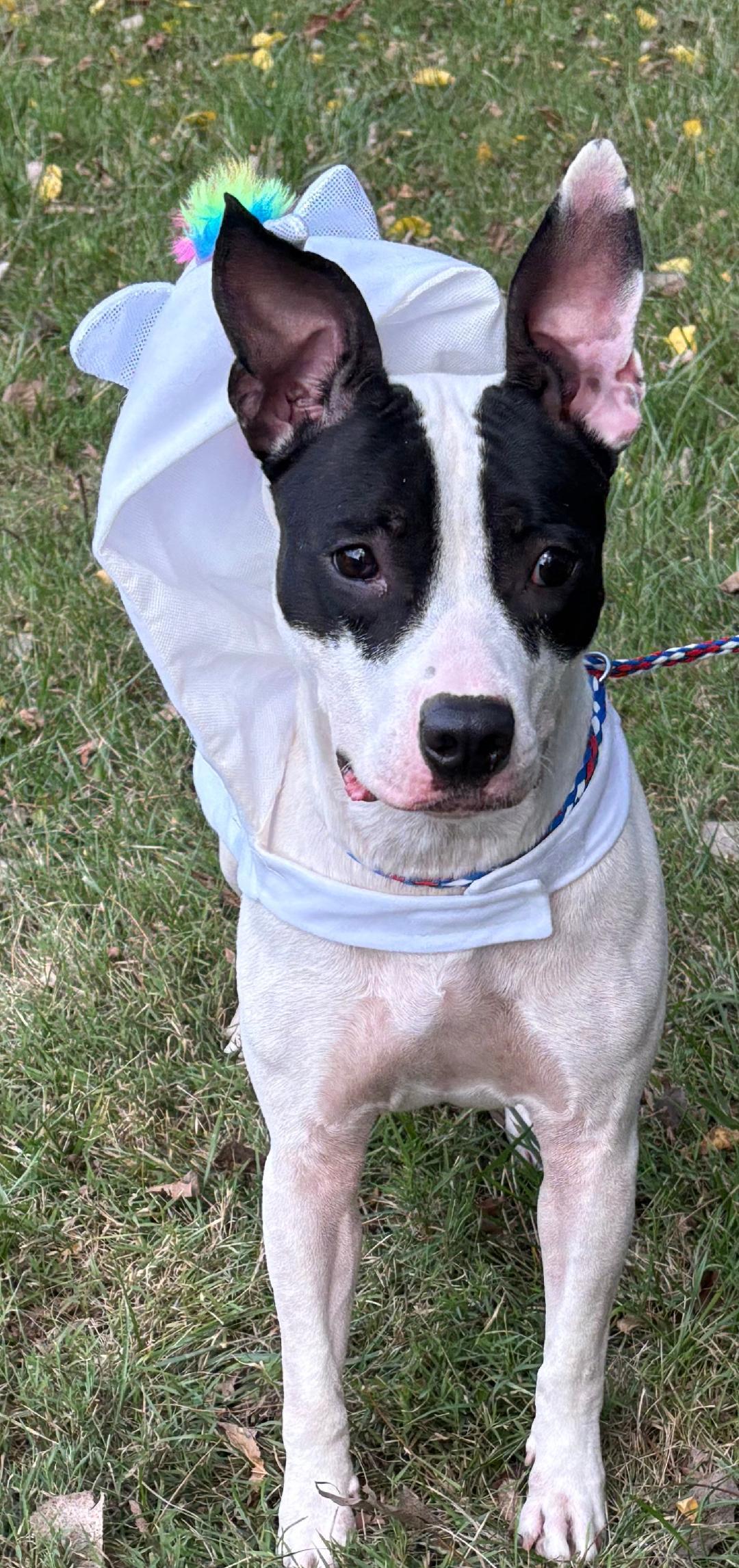 Enlarge Millie, a Adoptable mixed breed in New Castle, IN image 3/3