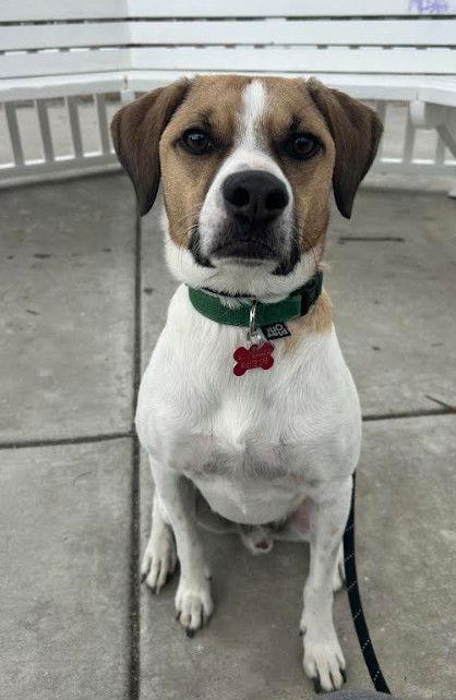 Mr.Scootch, a Adopted Hound in San Diego, CA image 1/3