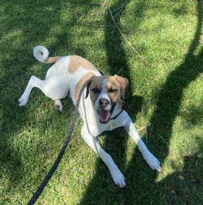 Mr.Scootch, a Adopted Hound in San Diego, CA image 2/3