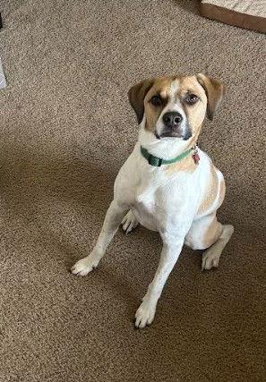 Mr.Scootch, a Adopted Hound in San Diego, CA image 3/3