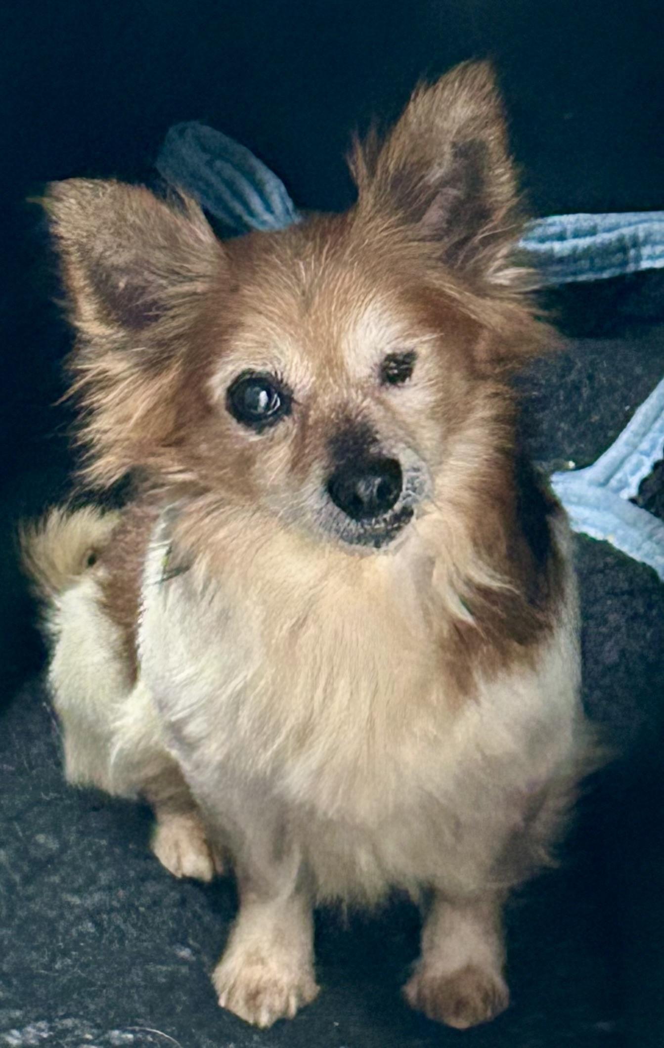 Enlarge Ducky, a ADOPTABLE mixed breed in Ontario, NY image 1/3