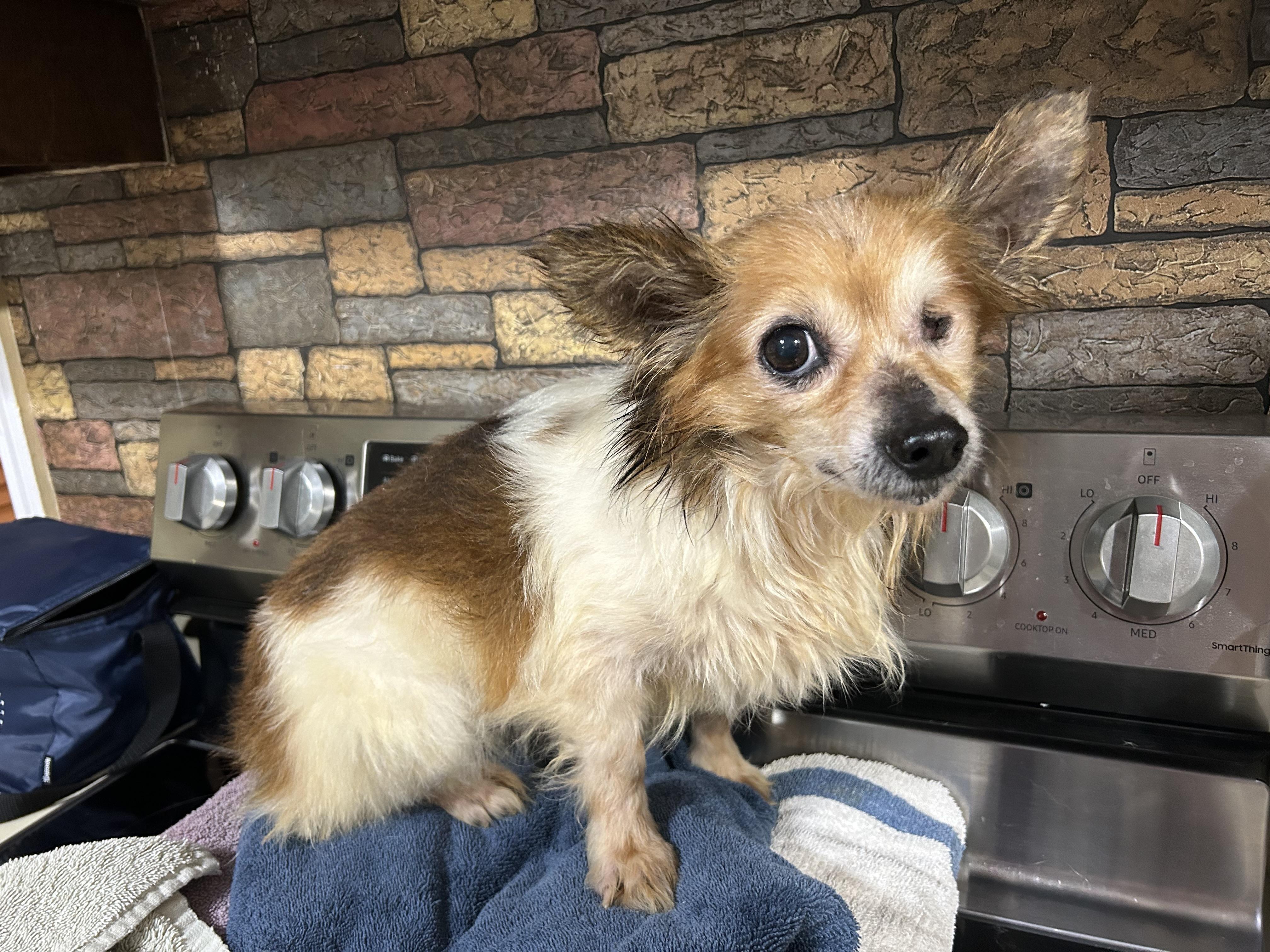 Enlarge Ducky, a ADOPTABLE mixed breed in Ontario, NY image 3/3