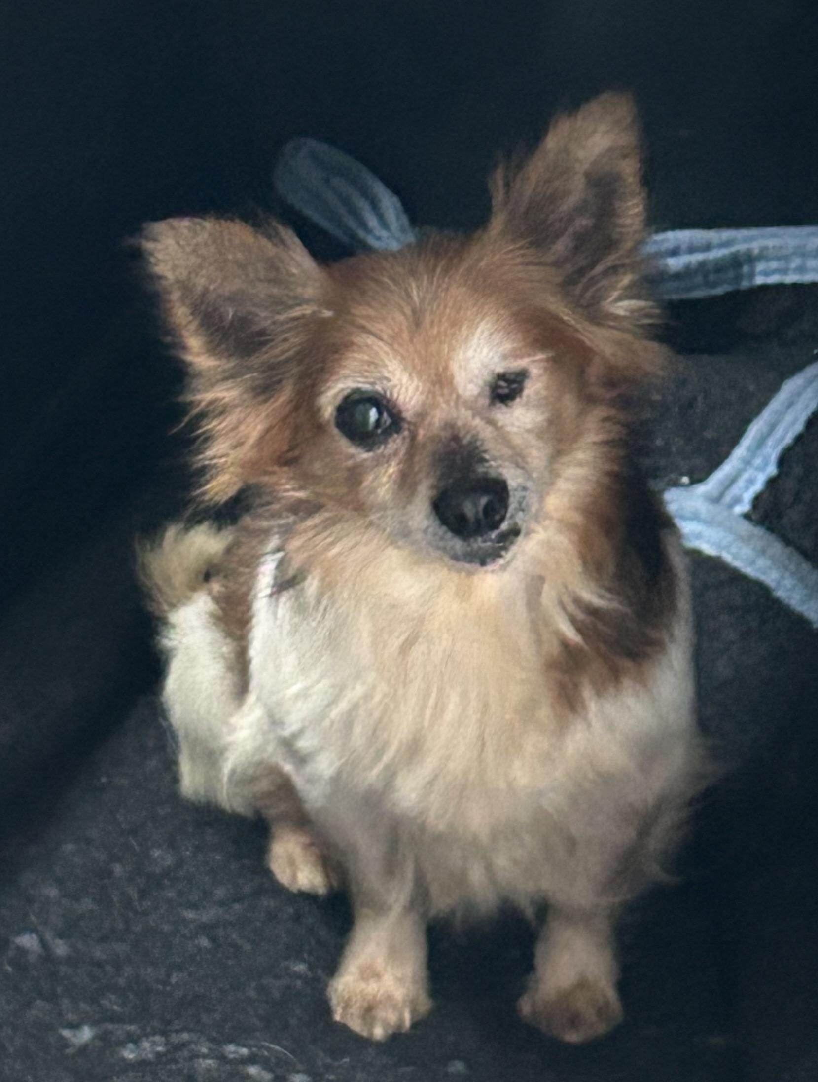 Enlarge Ducky, a ADOPTABLE mixed breed in Ontario, NY image 2/3