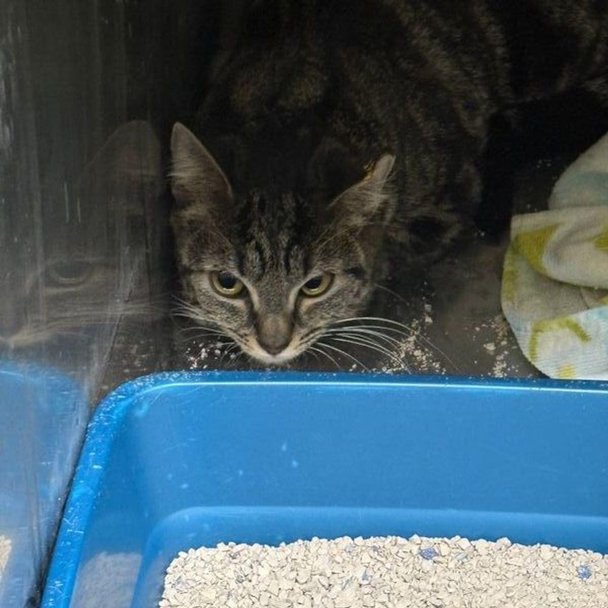 Enlarge Katie, a Adoptable Domestic Short Hair in Lake Havasu City, AZ image 1/1