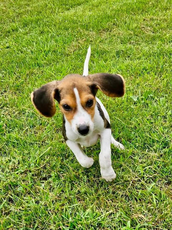 Enlarge Bagel, an adopted mixed breed in Succasunna, NJ image 2/4