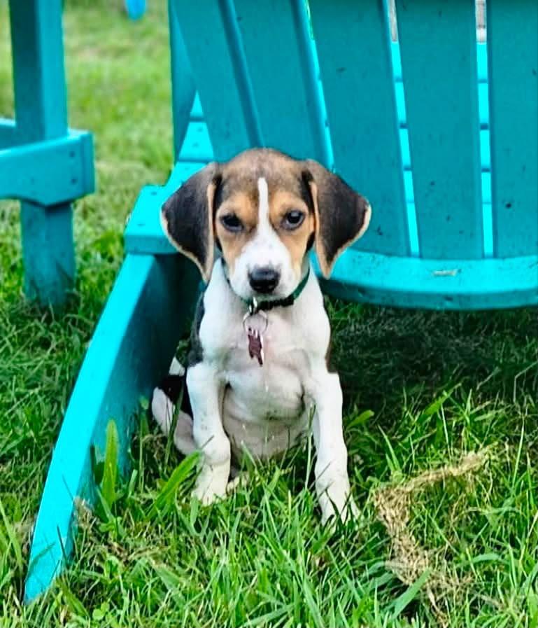 Bagel, adopted, Puppy Female Beagle.