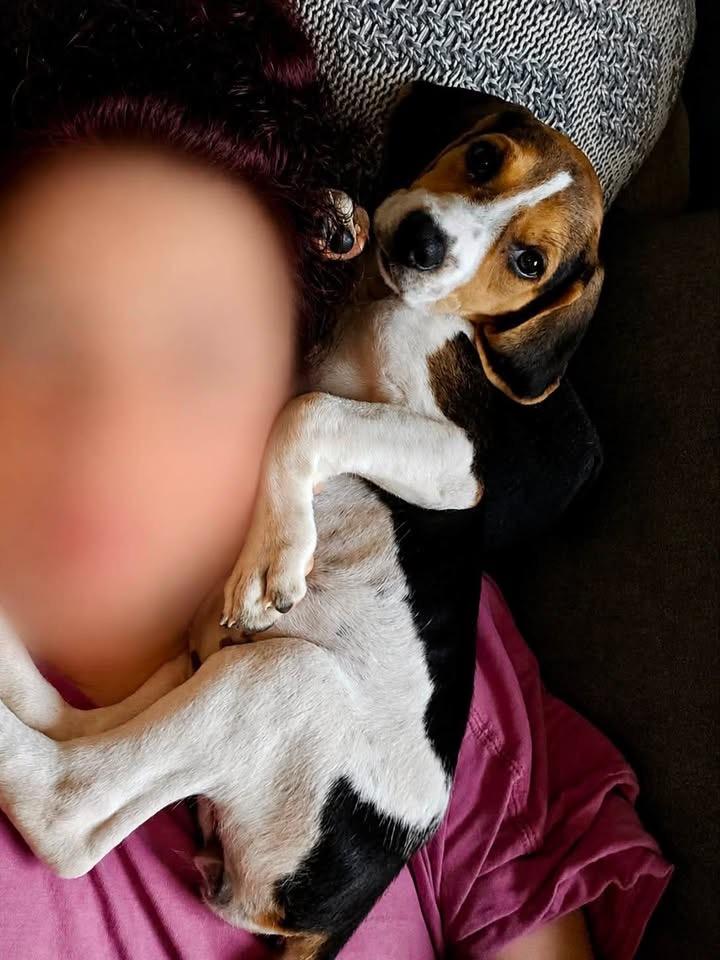 Enlarge Bagel, an adopted mixed breed in Succasunna, NJ image 3/4