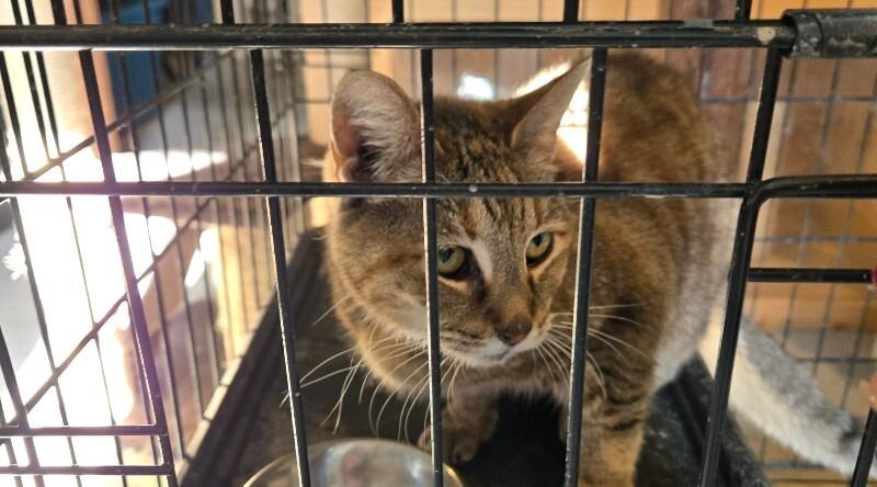 Sassy Lady, Adoptable, Adult Female Domestic Short Hair.