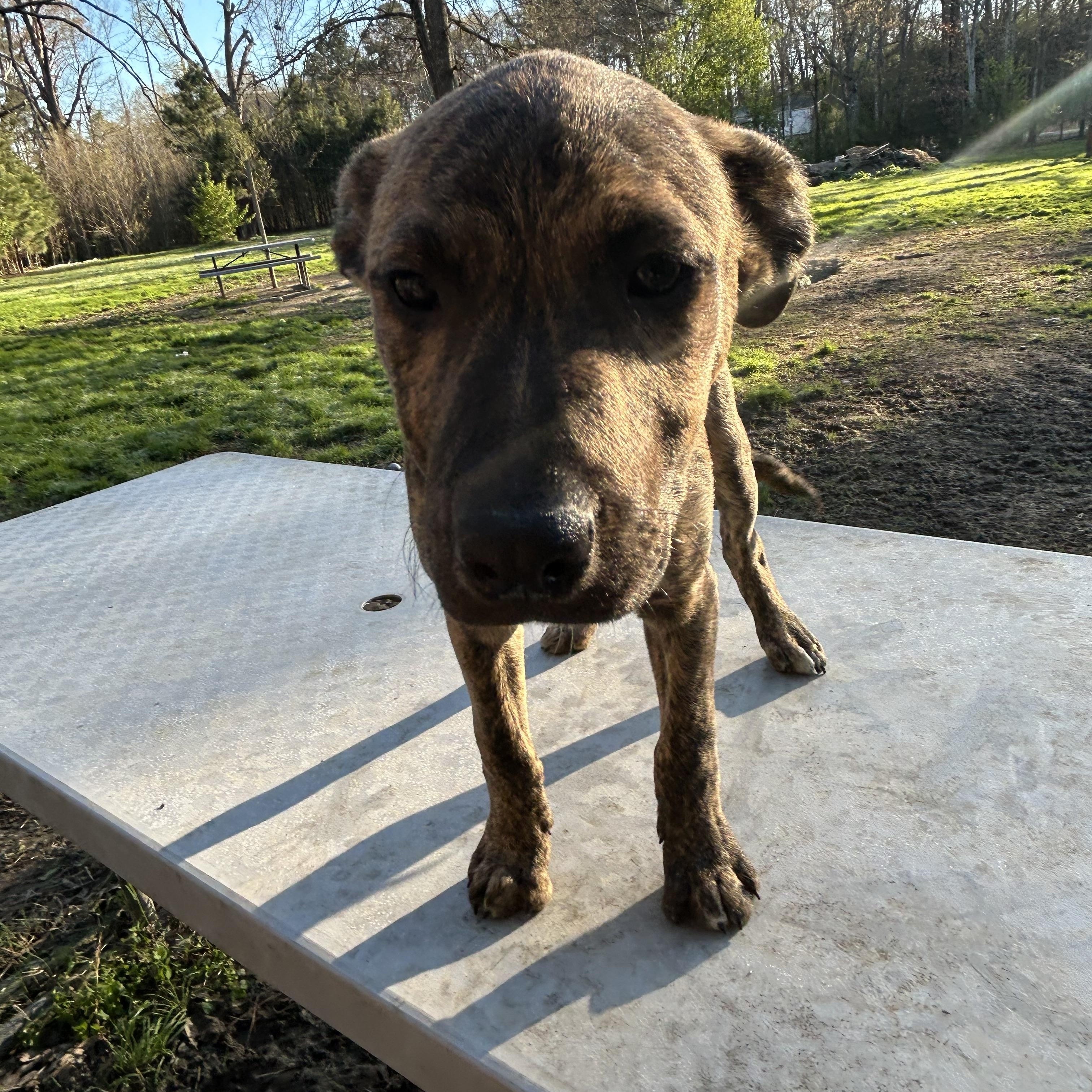Tito, adoptable, Young Male Mountain Cur.