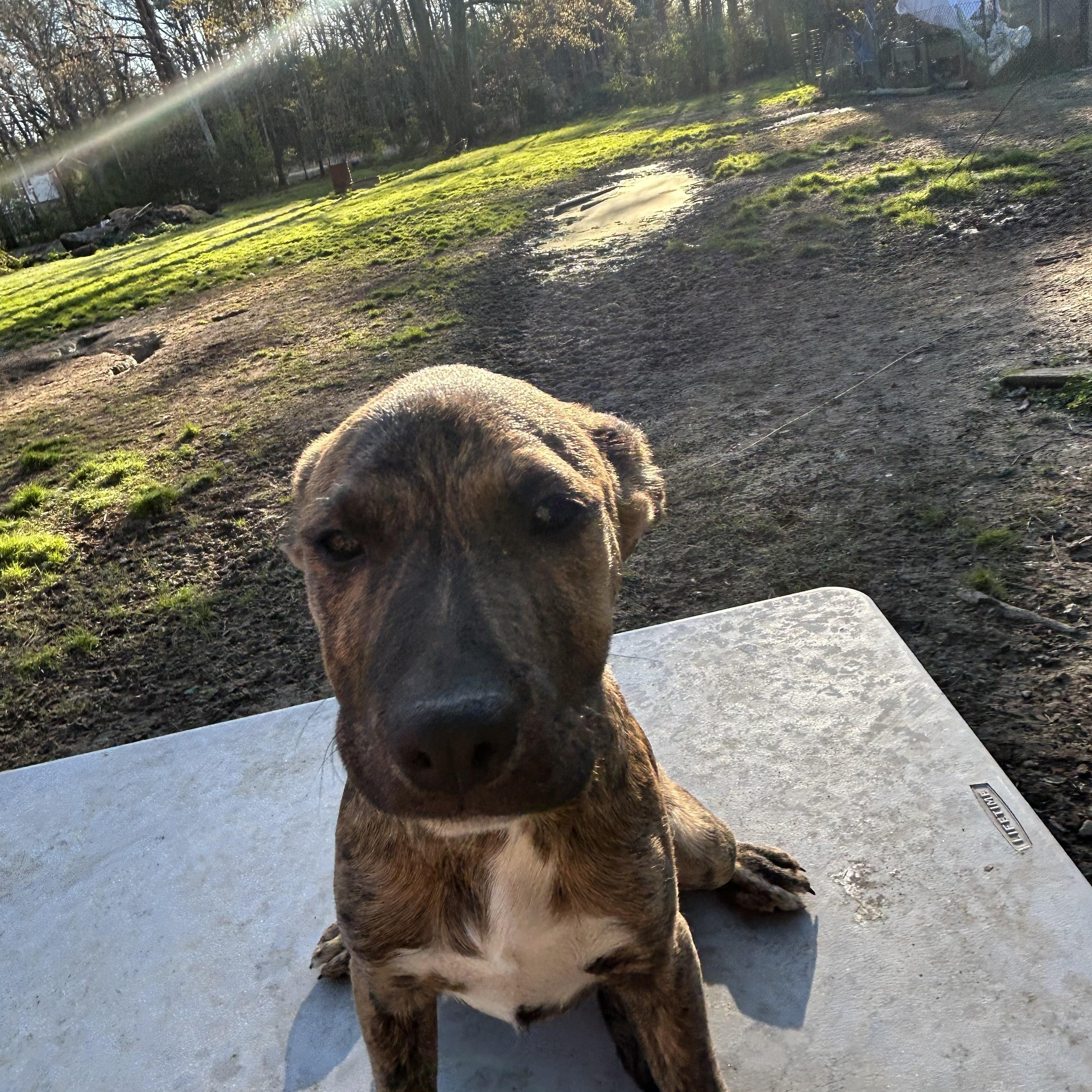 Tito, an adoptable mixed breed in Pine Bluff, AR image 2/2
