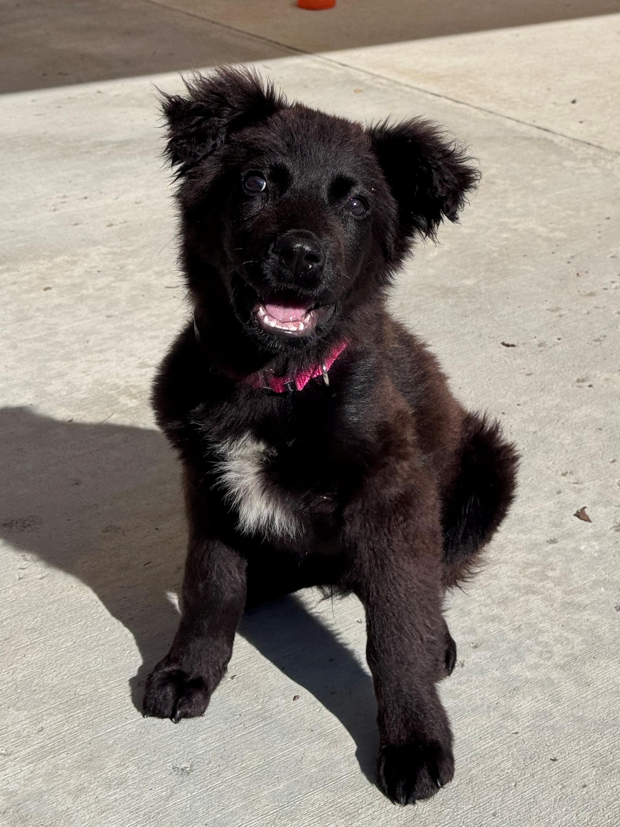 Fin, ADOPTABLE, Puppy Male Mixed Breed.