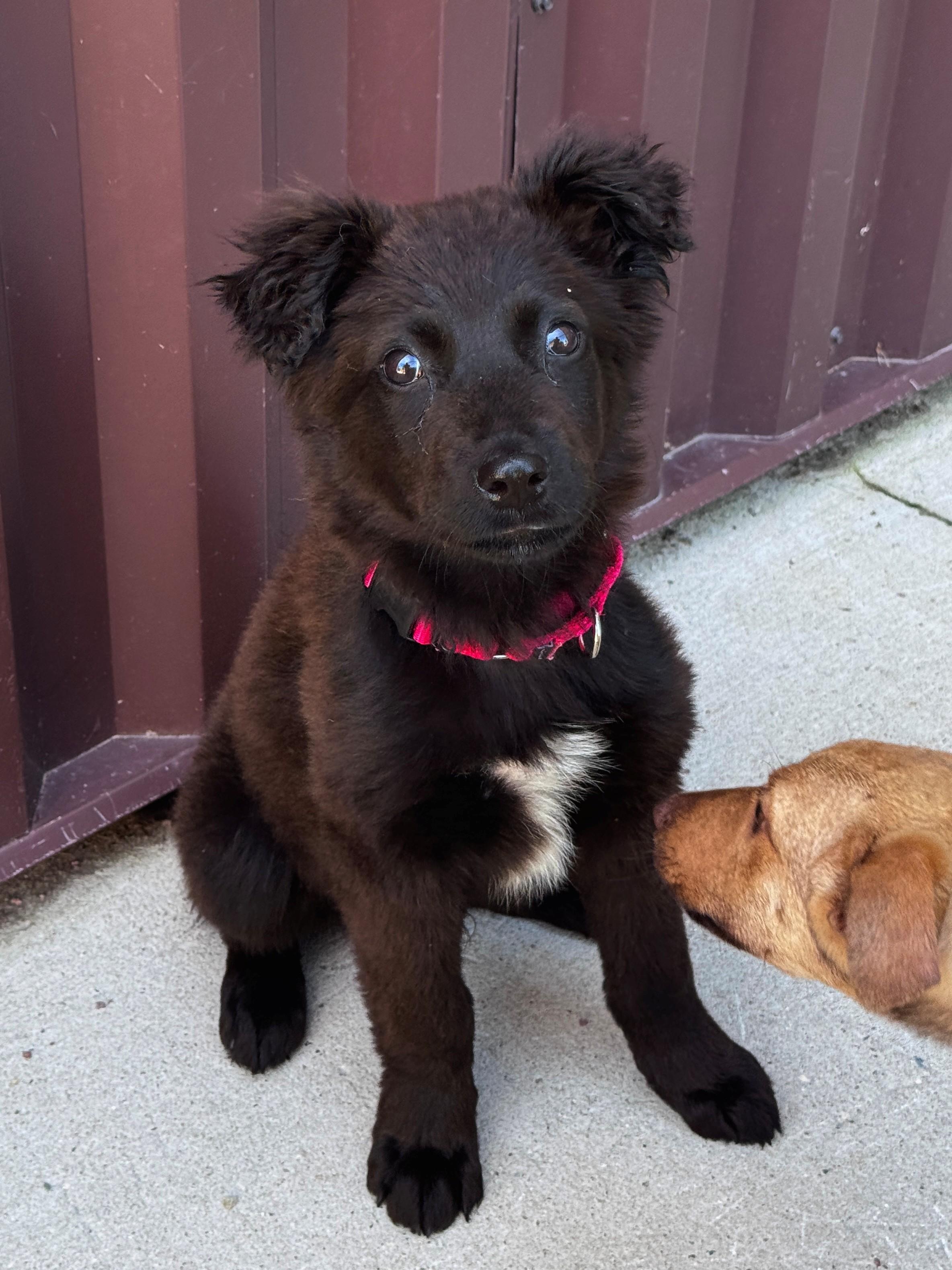 Fin, a ADOPTABLE Mixed Breed in Hackensack, MN image 3/3