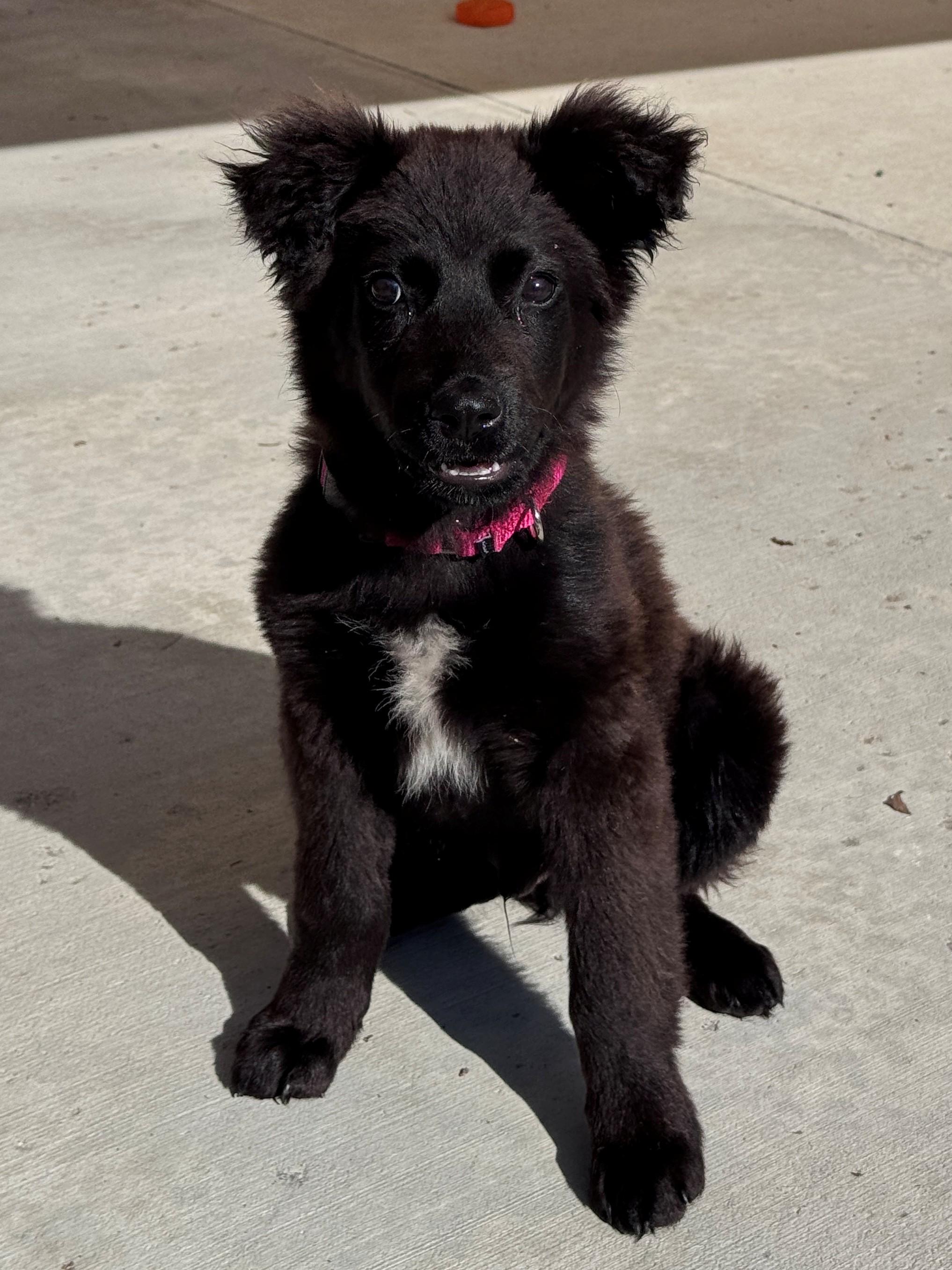 Fin, a ADOPTABLE Mixed Breed in Hackensack, MN image 2/3