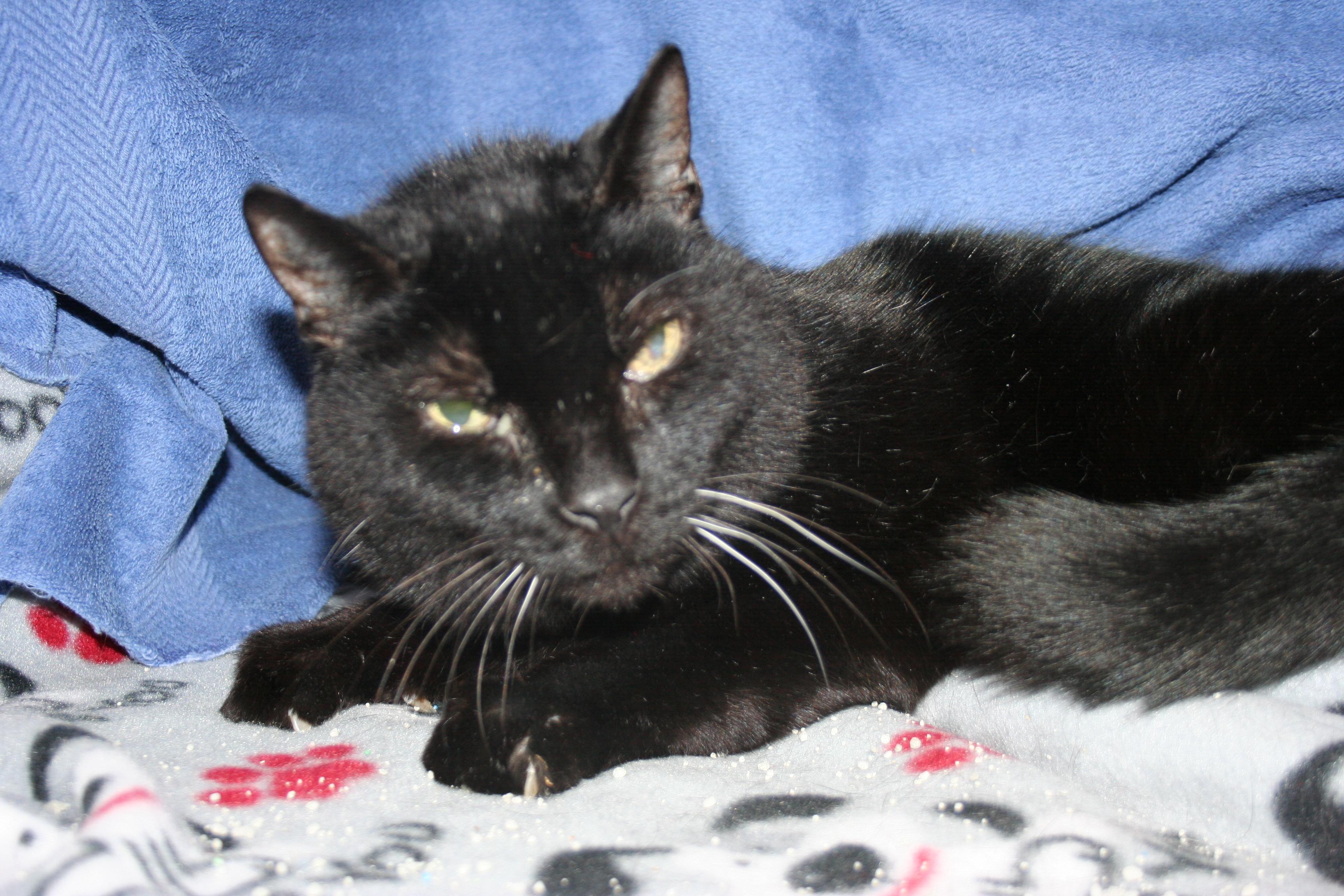 Mr. Gidion, Adoptable, Senior Male Domestic Short Hair.