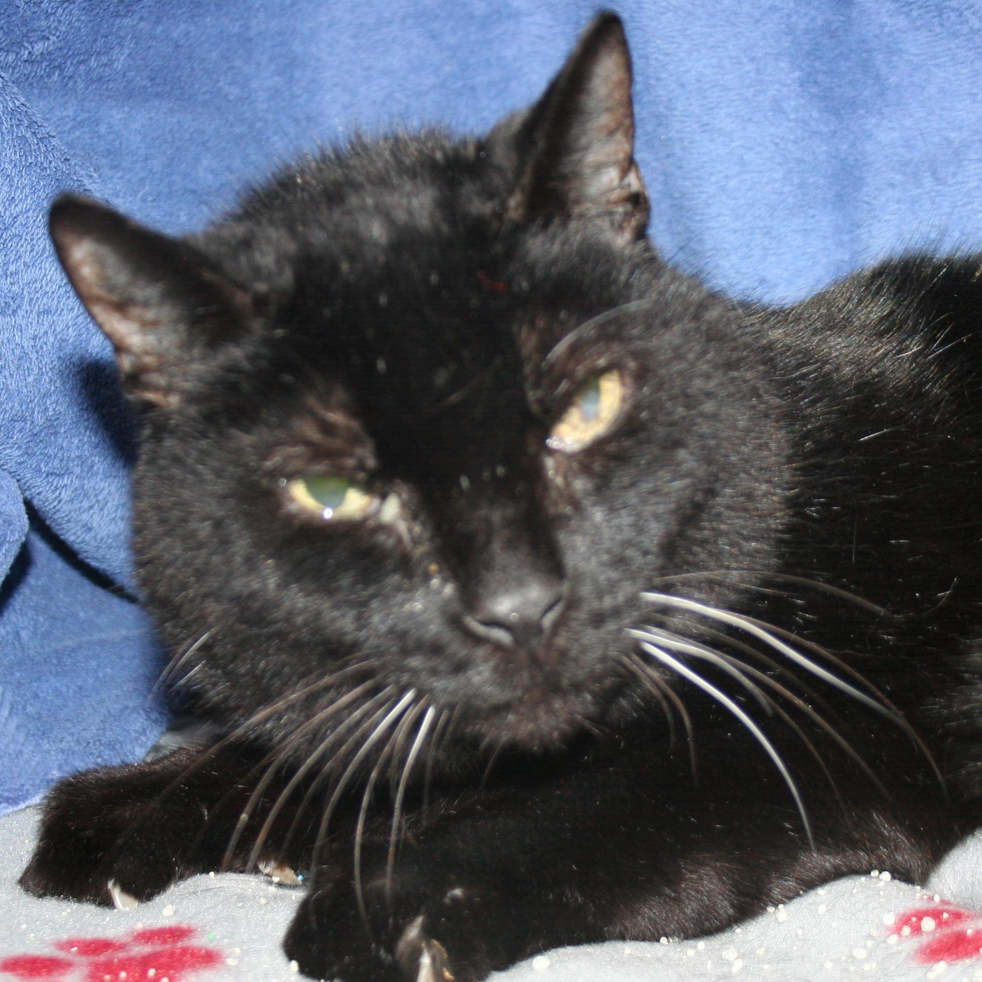 Enlarge Mr. Gidion, a Adoptable mixed breed in Howell, MI image 2/2