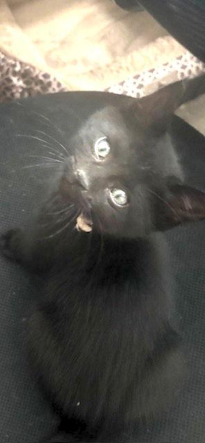 Ferdinand, Adopted, Kitten Male Domestic Short Hair & Bombay.