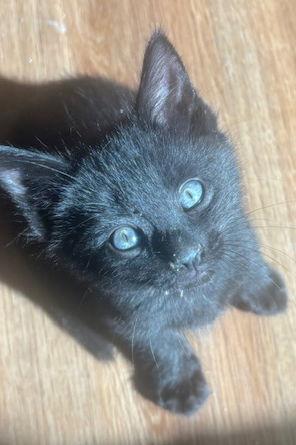 Enlarge Ferdinand, a Adopted mixed breed in Magnolia Springs, AL image 3/3