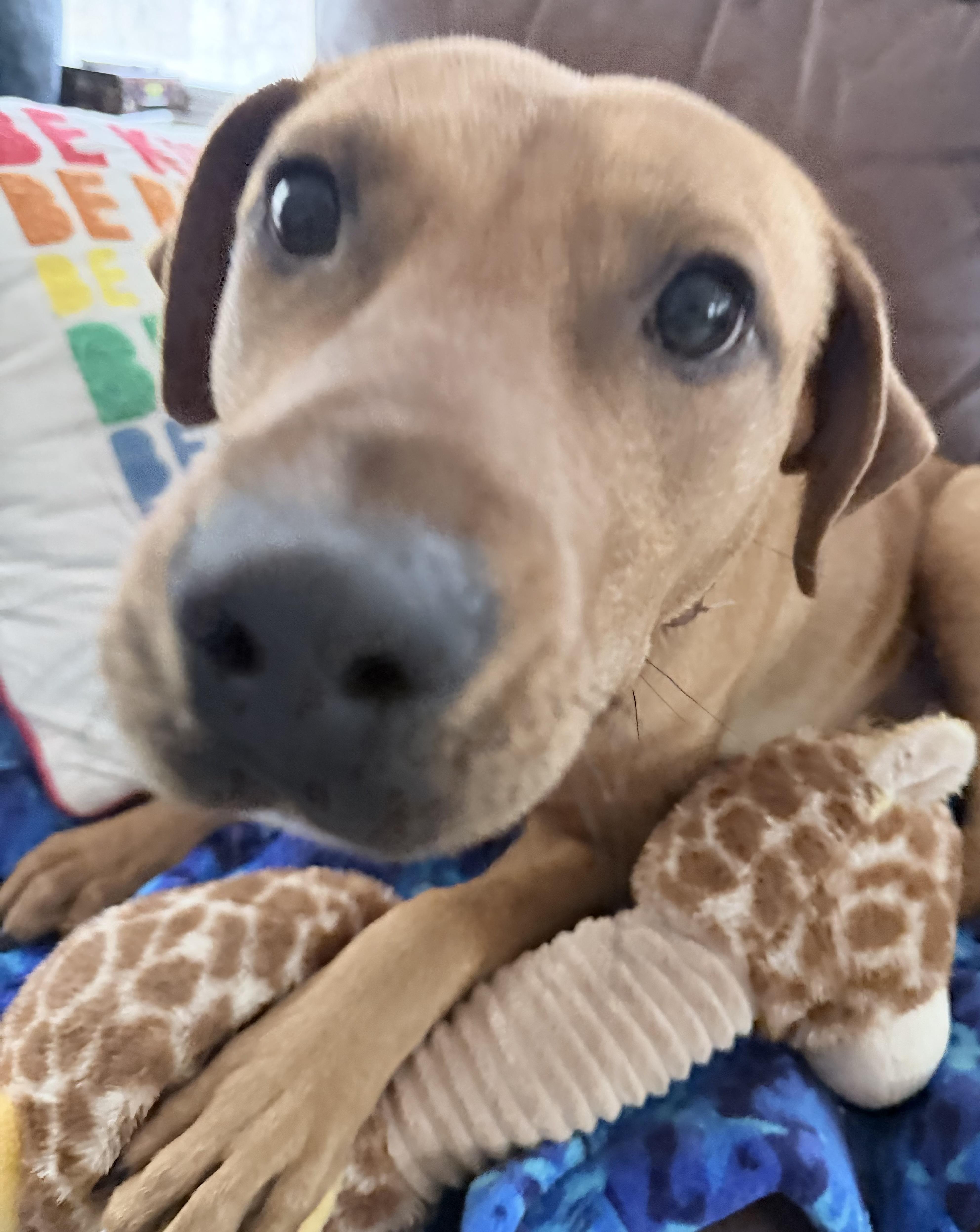 Enlarge Lane - Urgent Foster or Adopter Needed, an adopted mixed breed in Chapel Hill , NC image 4/5