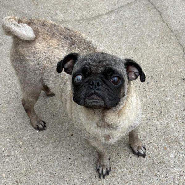 Enlarge Rebecca, a Adoptable Pug in Alvin, TX image 1/1