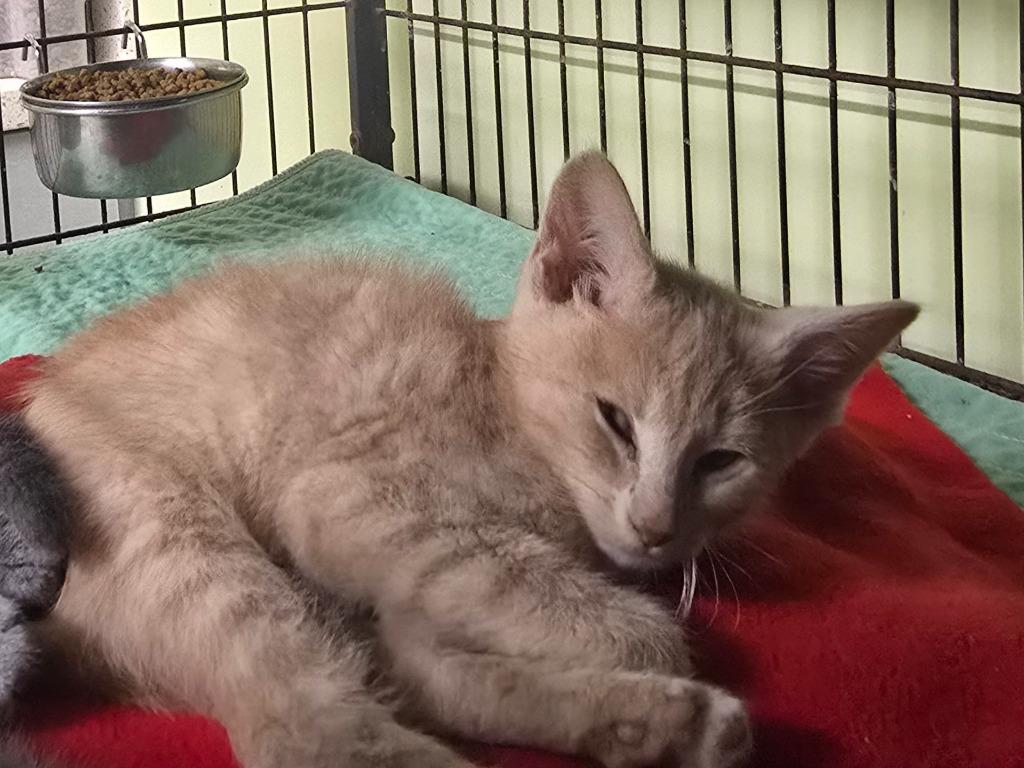 Enlarge Chimkin, a Adoptable mixed breed in Auburn, IN image 1/1