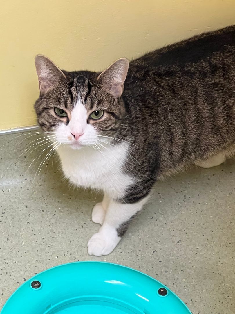 June, Adoptable, Adult Female Domestic Short Hair.