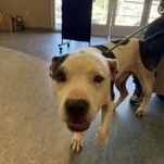 Enlarge Nerd 60226063, a ADOPTABLE Pit Bull Terrier in Harvey , LA image 1/2