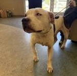 Enlarge Nerd 60226063, a ADOPTABLE Pit Bull Terrier in Harvey , LA image 2/2