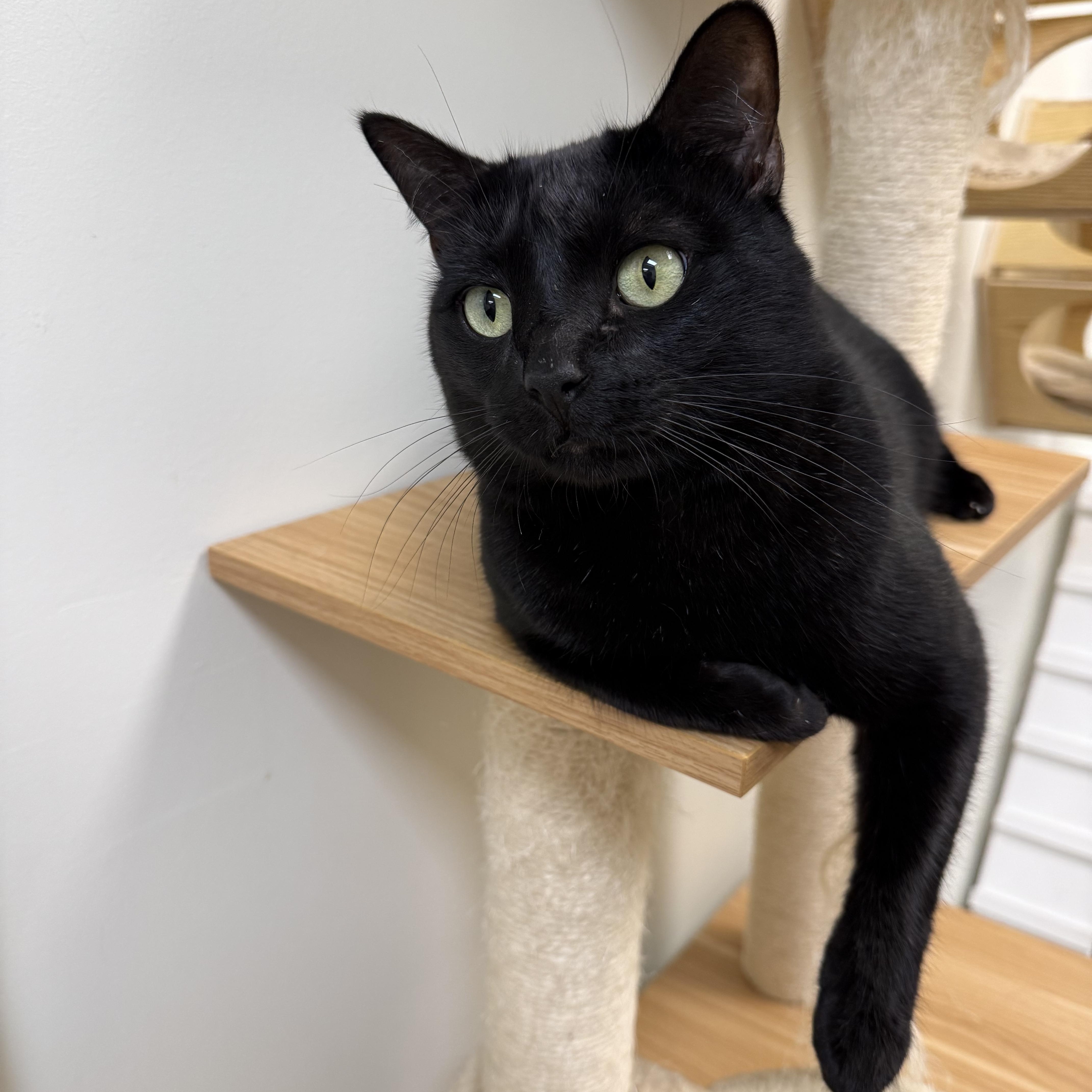 Enlarge Aslan, a Adopted Domestic Short Hair in Old Saybrook, CT image 3/5
