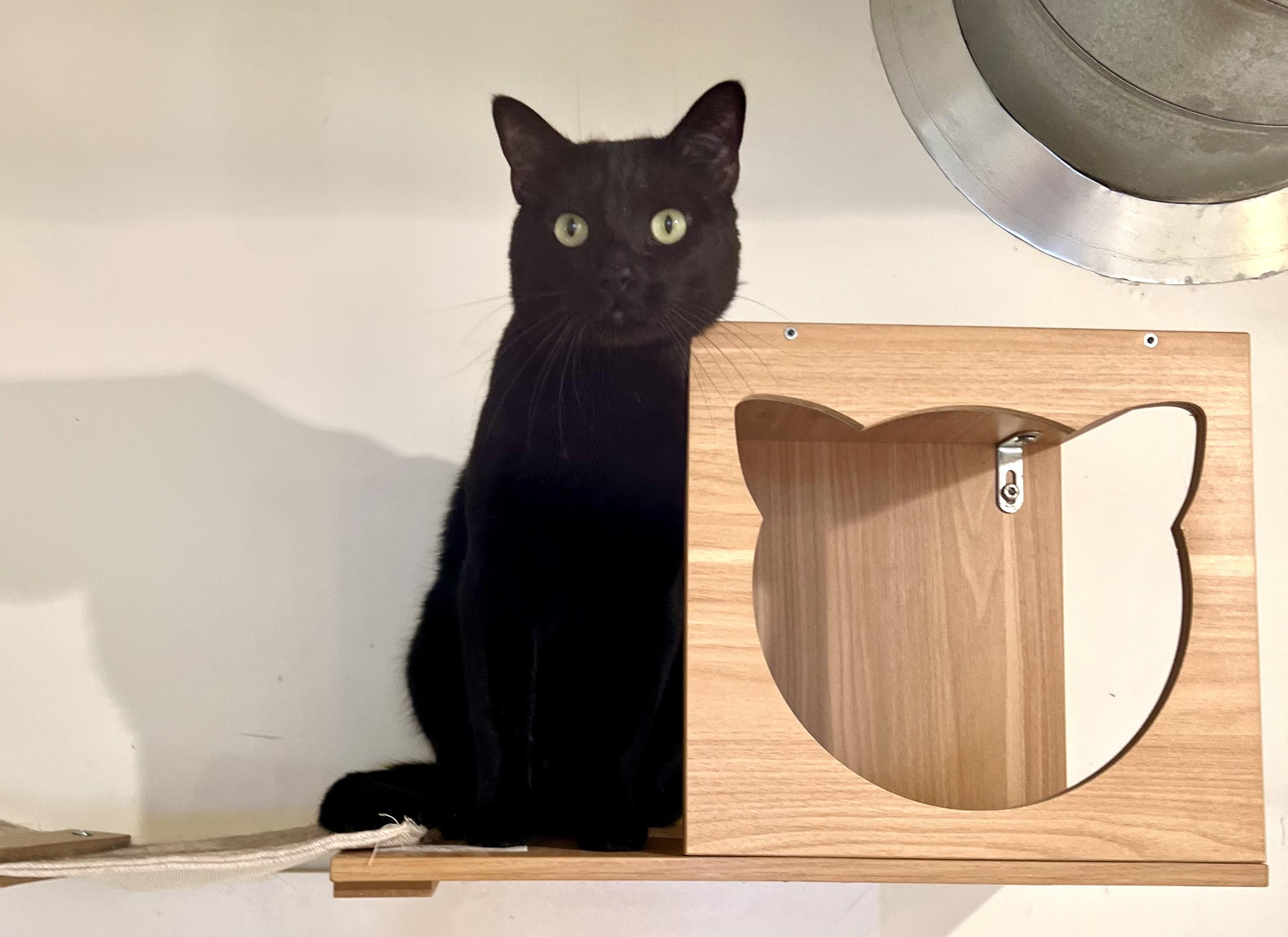 Enlarge Aslan, a Adopted Domestic Short Hair in Old Saybrook, CT image 1/5