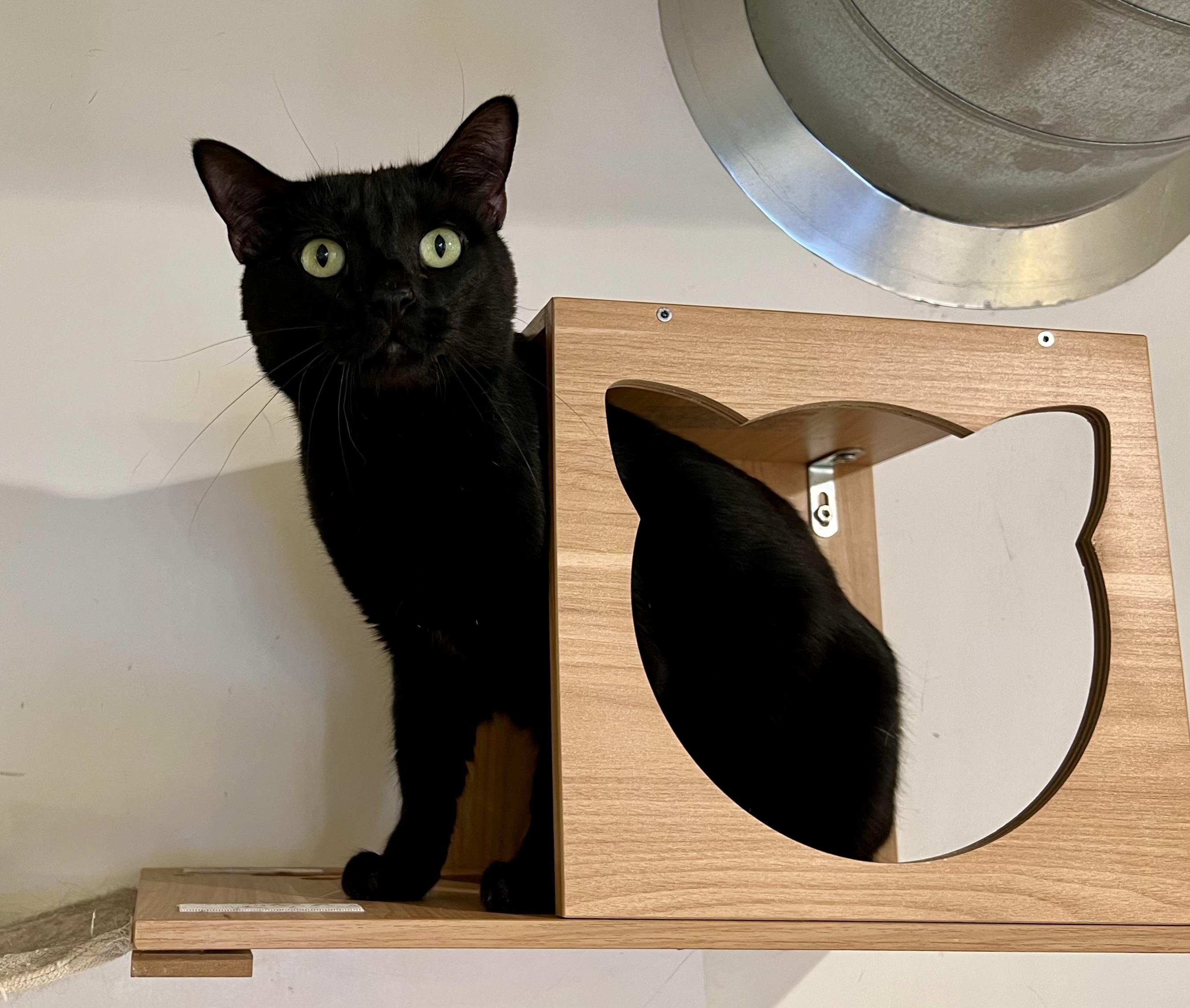 Aslan, a ADOPTABLE Domestic Short Hair in Old Saybrook, CT image 2/2
