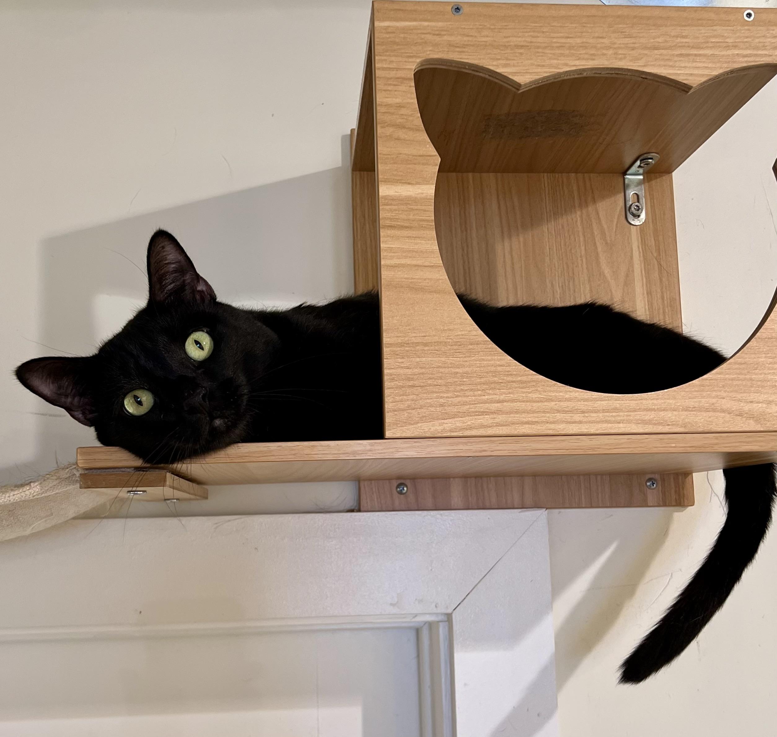 Aslan, a ADOPTABLE Domestic Short Hair in Old Saybrook, CT image 1/2