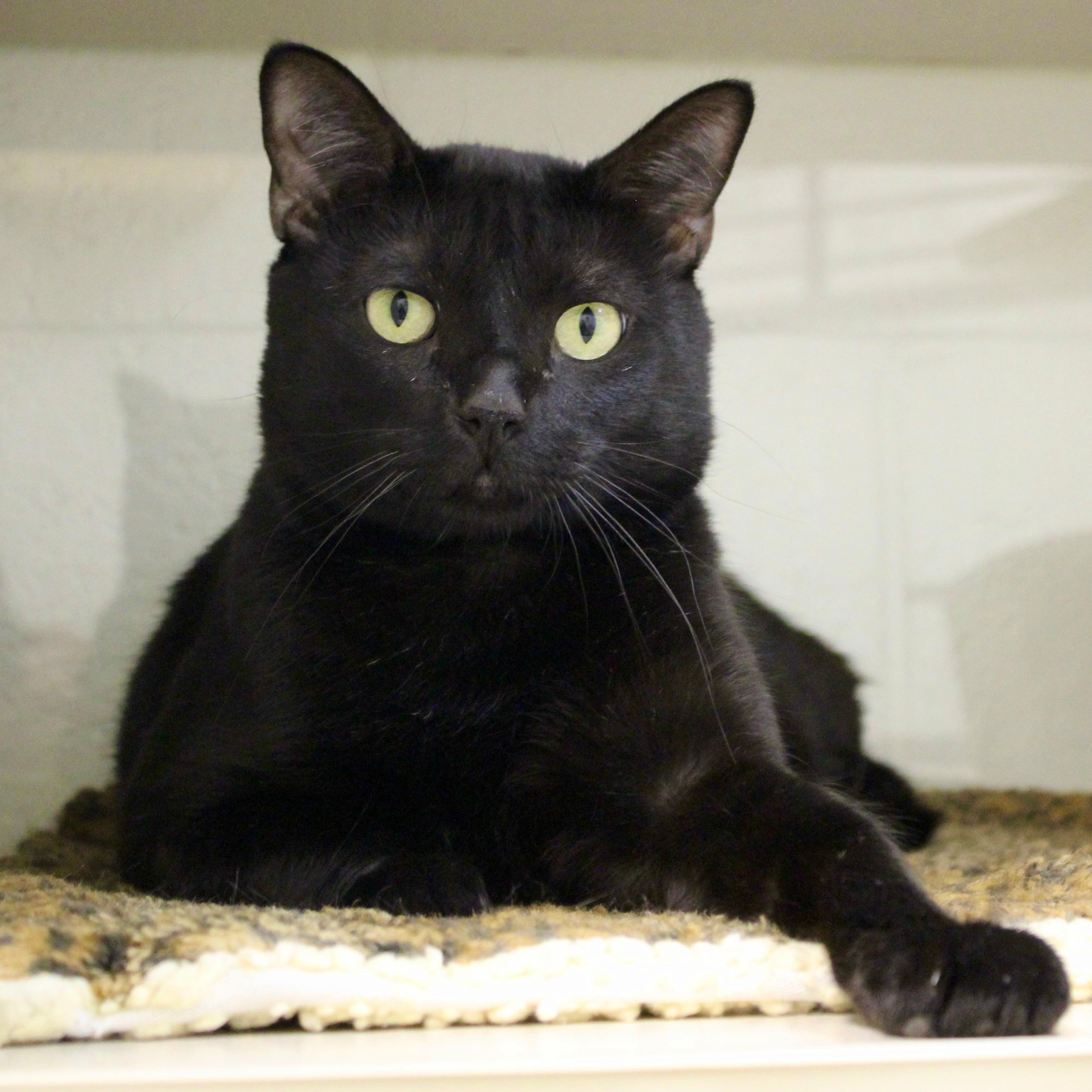 Aslan, ADOPTABLE, Adult Male Domestic Short Hair.