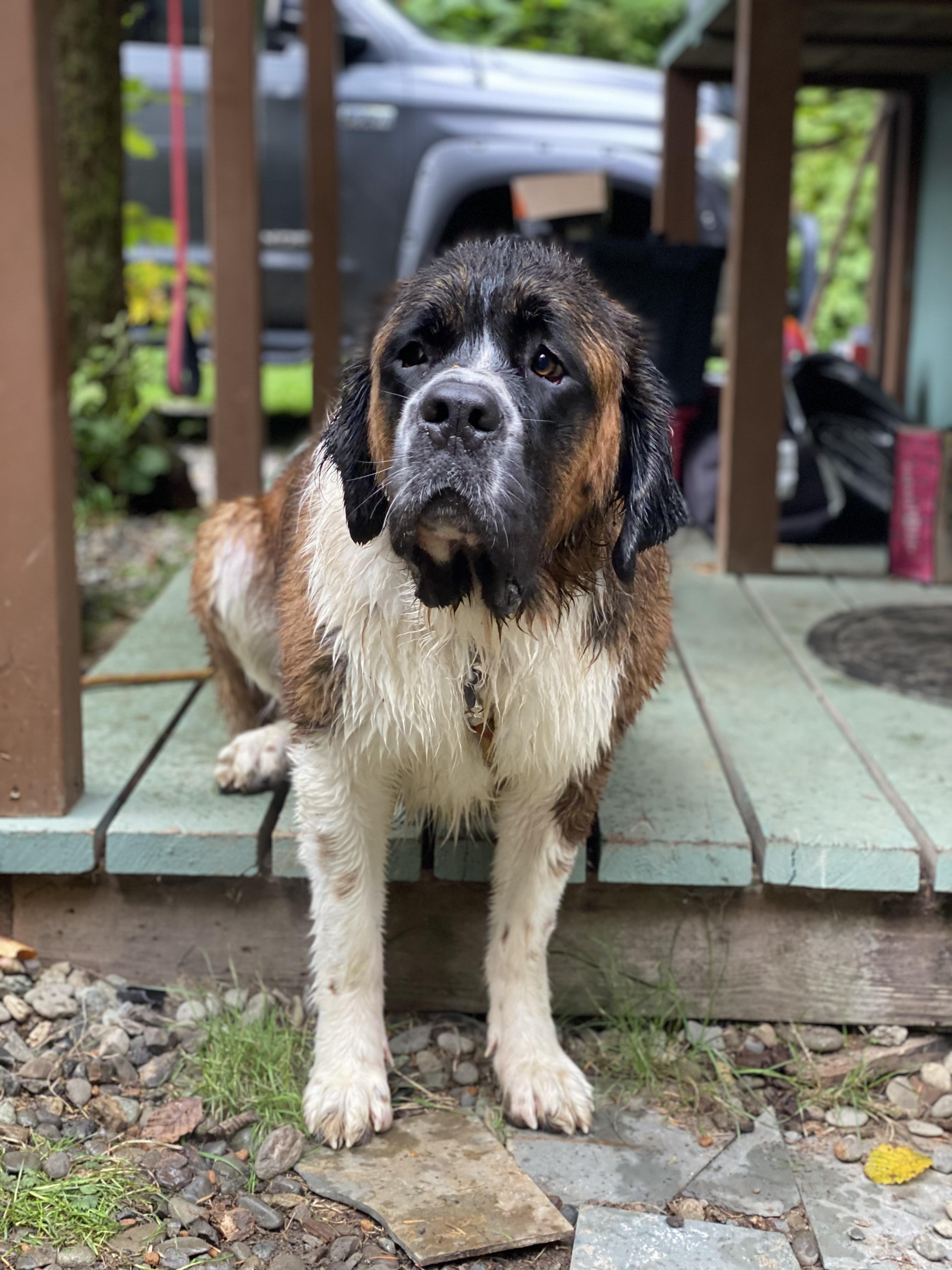 Mavis, a Adoptable Saint Bernard in Olympia, WA image 3/6
