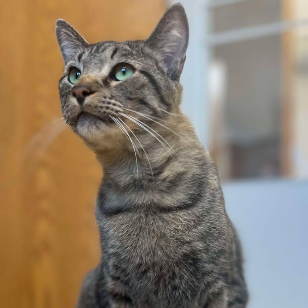 Toni, Adoptable, Adult Male Domestic Short Hair.