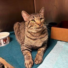 Enlarge Toni, a Adoptable Domestic Short Hair in Milan, IL image 2/3