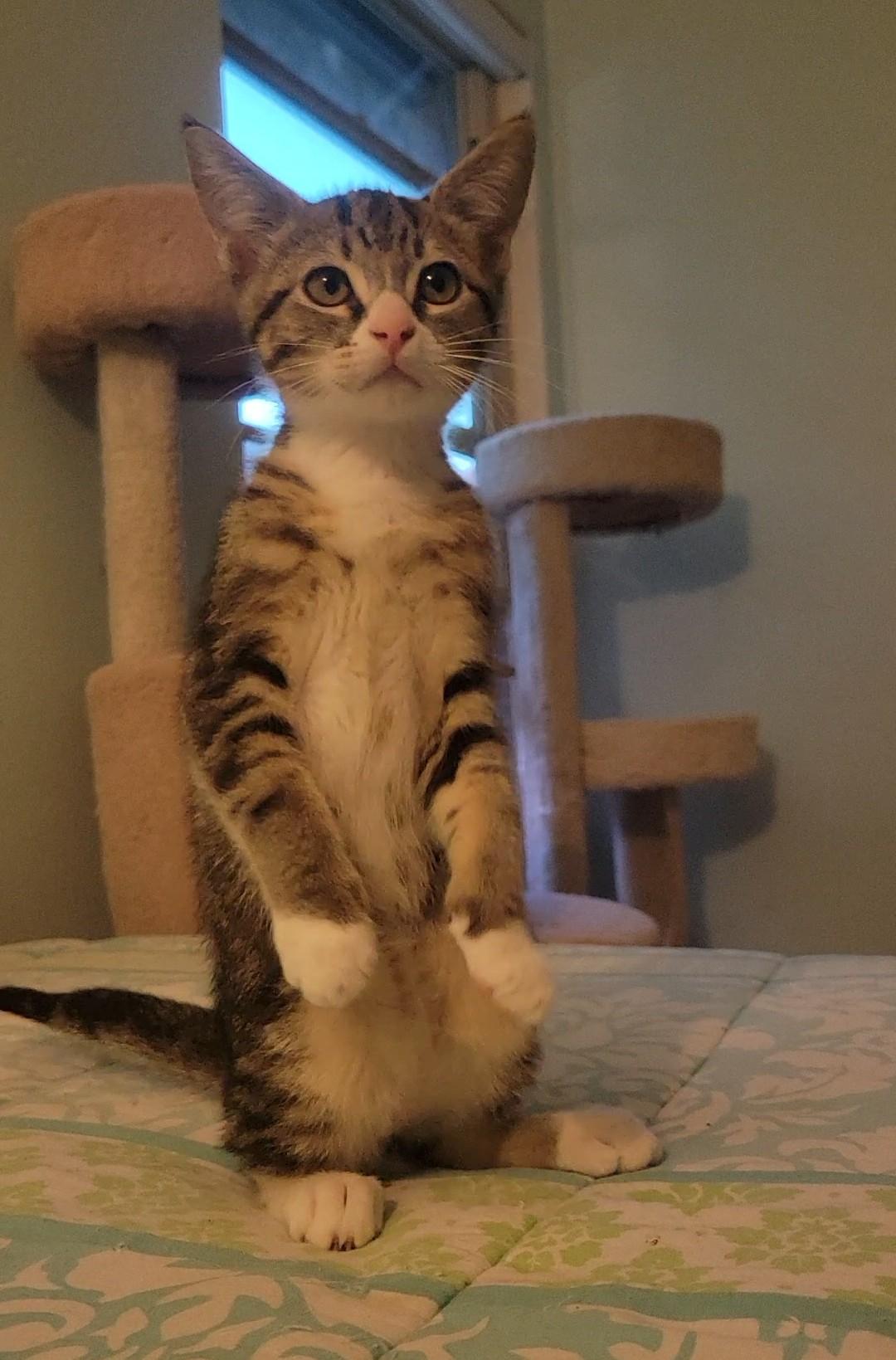 Waffle, a Adoptable Domestic Short Hair in Irvine, CA image 6/6