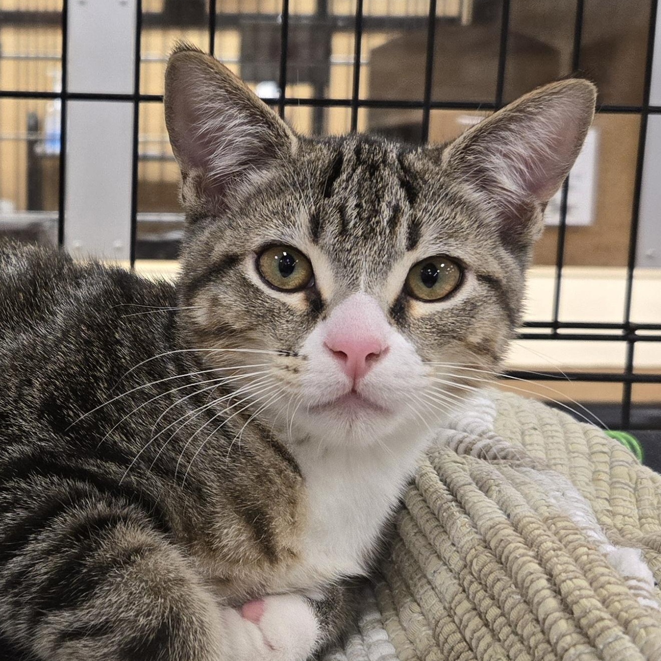 Waffle, a Adoptable Domestic Short Hair in Irvine, CA image 1/6