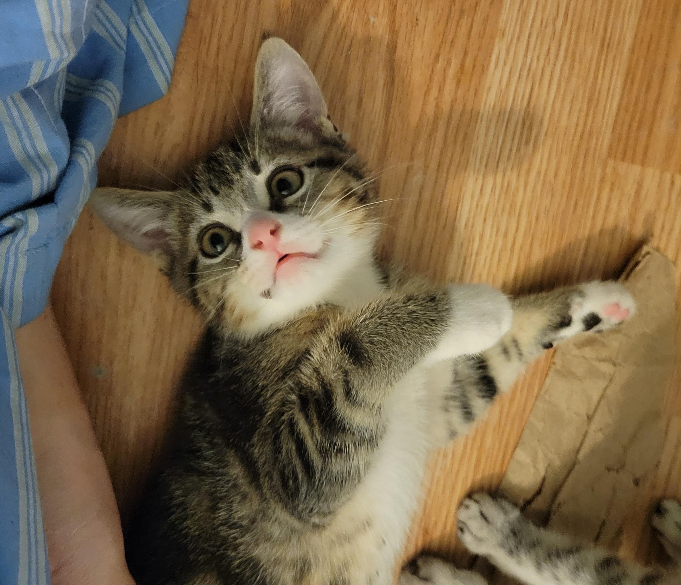 Waffle, a Adoptable Domestic Short Hair in Irvine, CA image 2/6