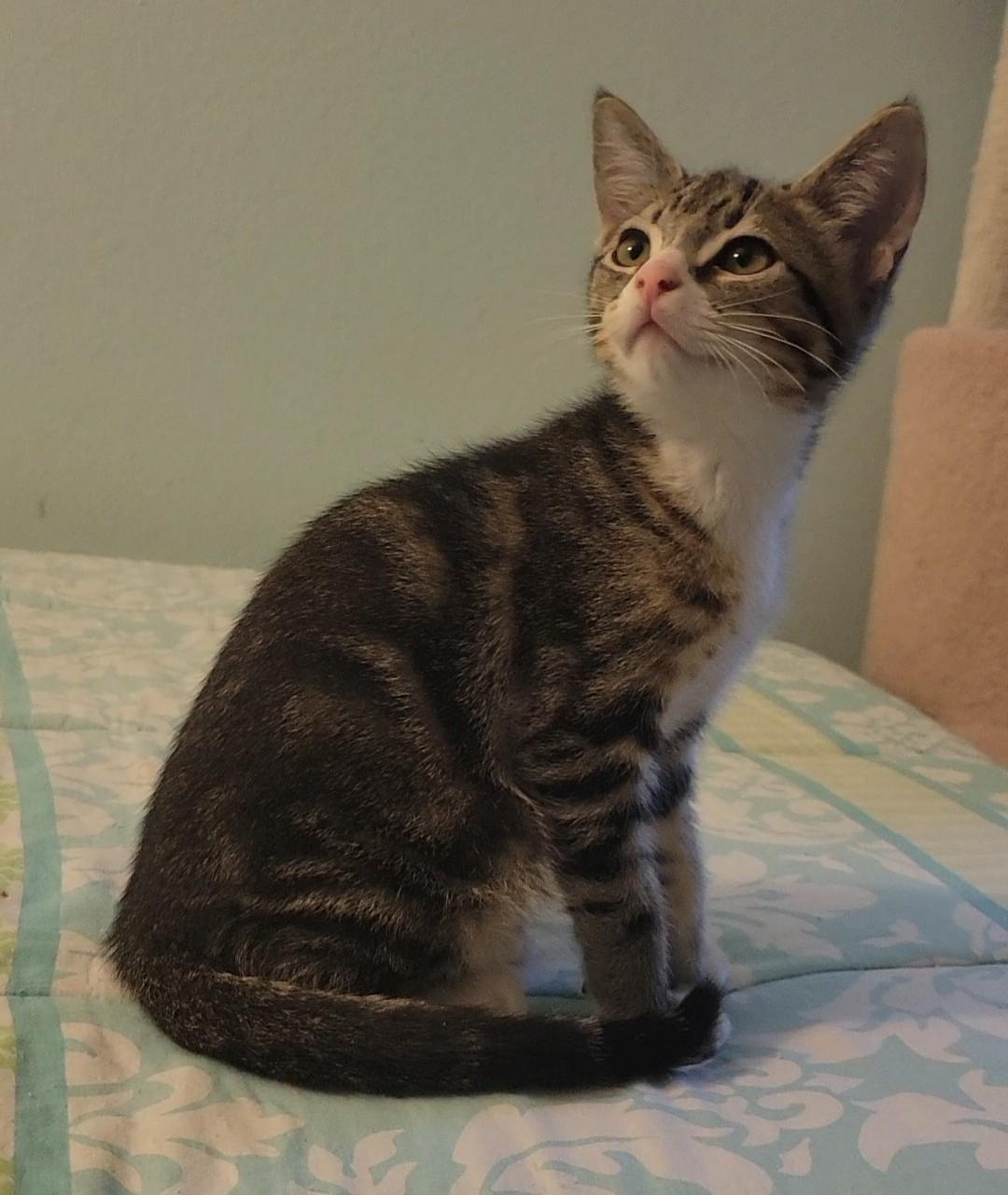 Waffle, a Adoptable Domestic Short Hair in Irvine, CA image 3/6