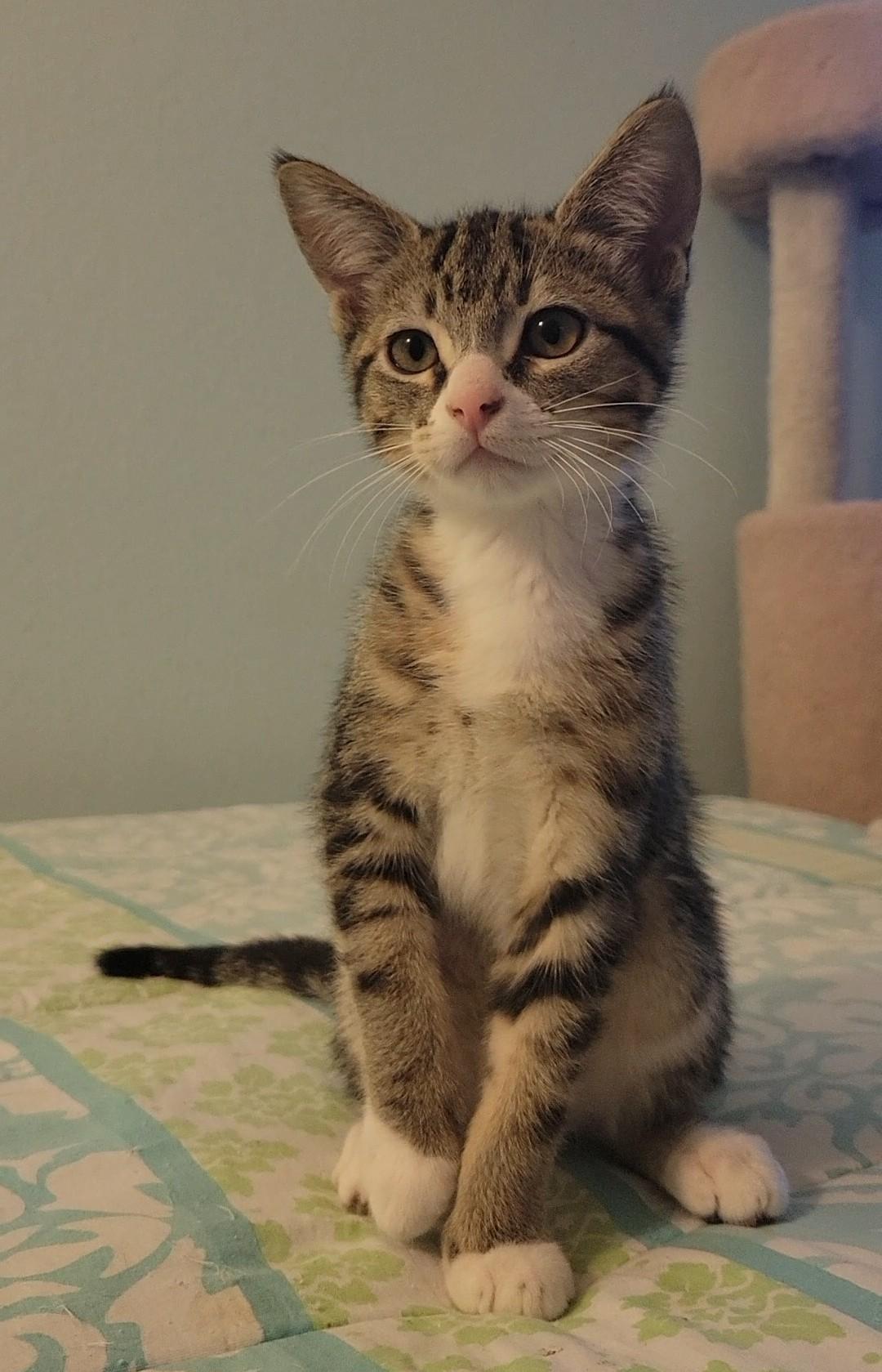 Waffle, a Adoptable Domestic Short Hair in Irvine, CA image 5/6