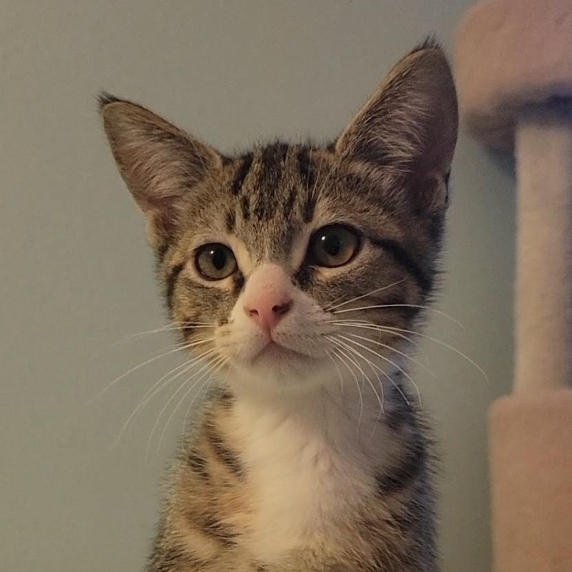 Waffle, a Adoptable Domestic Short Hair in Irvine, CA image 1/6