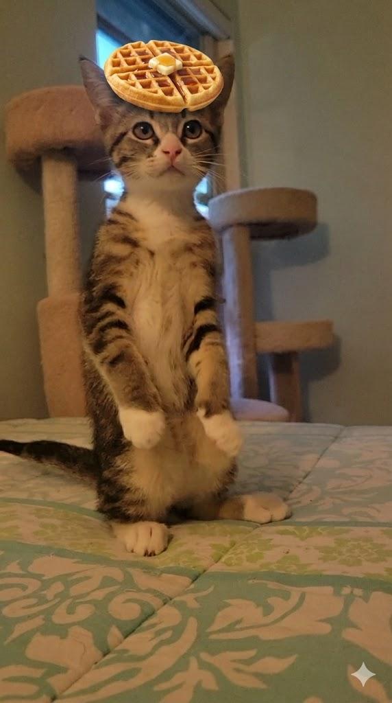 Waffle, a Adoptable Domestic Short Hair in Irvine, CA image 4/6