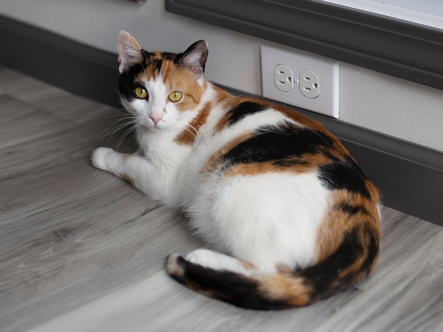 Coral, Adoptable, Adult Female Domestic Short Hair.