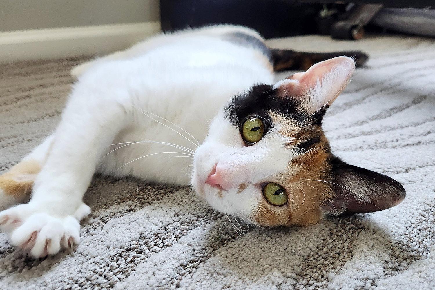 Enlarge Coral, a Adoptable Domestic Short Hair in Rochester, NY image 2/2