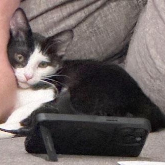 Scout, a Adoptable Domestic Short Hair in Mauldin, SC image 2/4